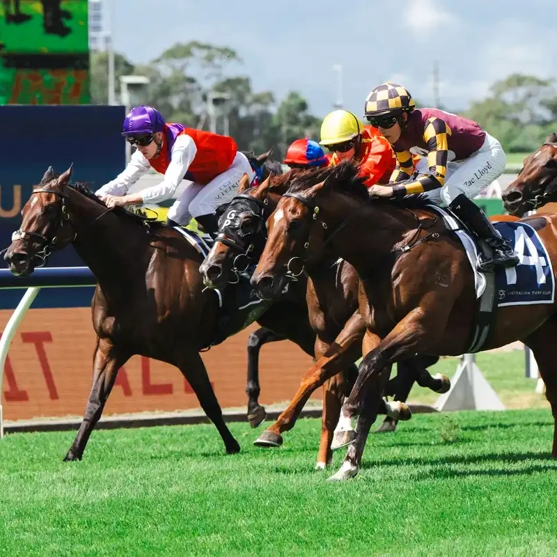 three brown horses racing, Jockeys with helmets on top of horses. Horse at the front wears the number 4