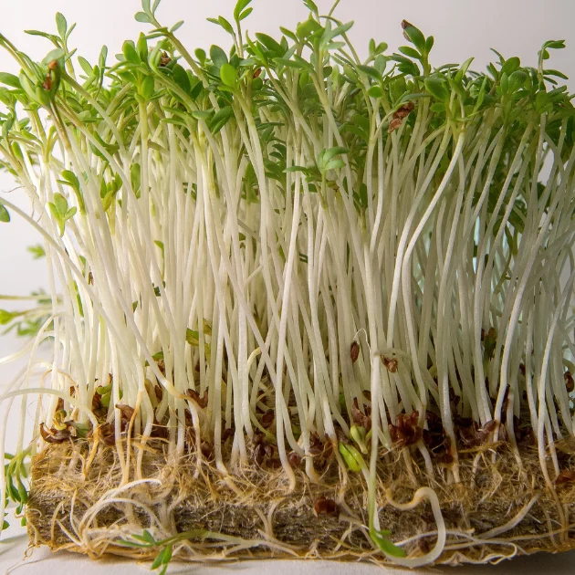 Fresh green cress sprouts with slender white stems are growing in a dense cluster on a brown matting, reflecting vitality and freshness against a plain backdrop.