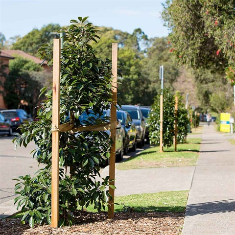 Young trees supported by stakes line a suburban sidewalk. Cars are parked nearby, and houses are partially visible in the background under a clear sky.