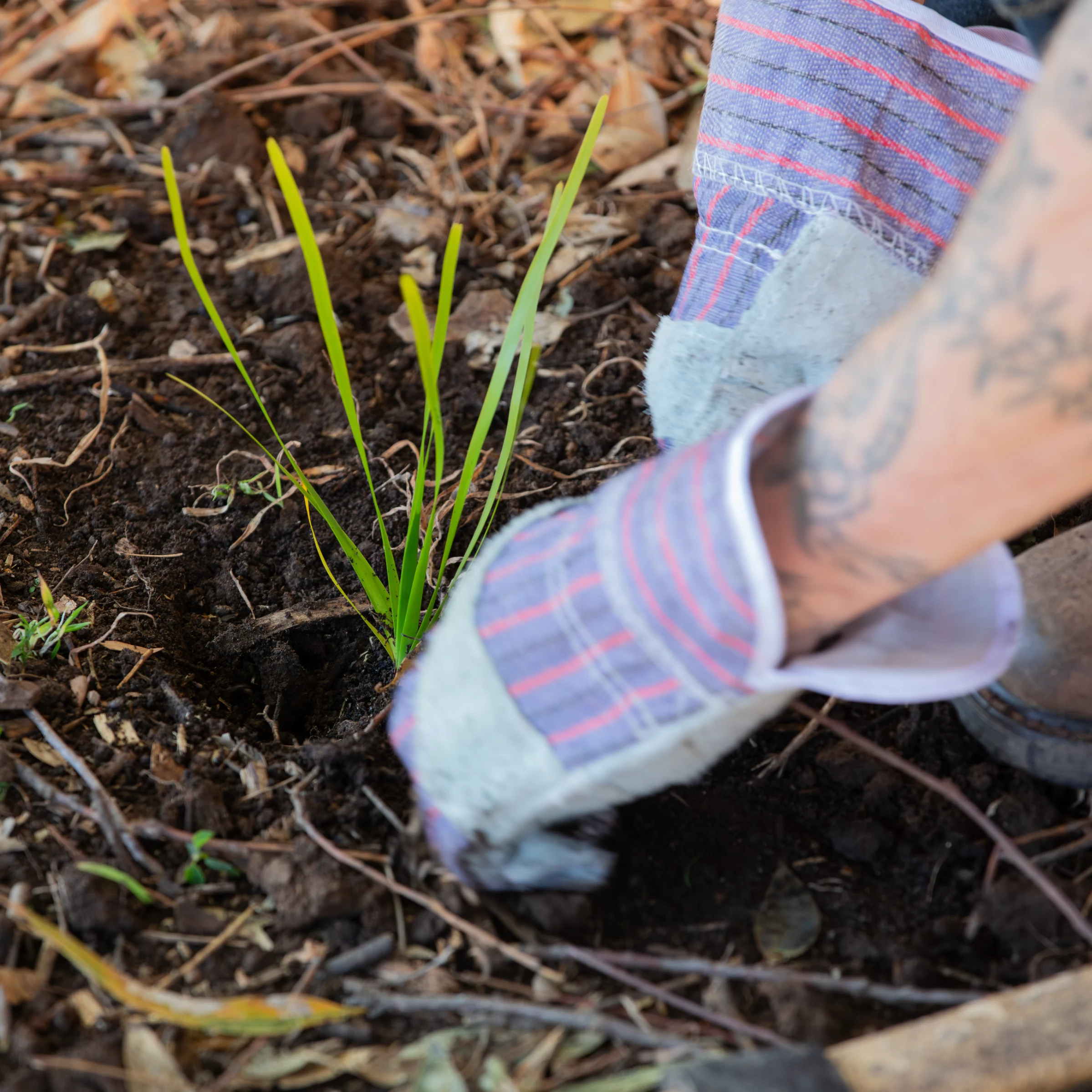 A tattoed arm with tartin gardening gloves plant sapling in ground.