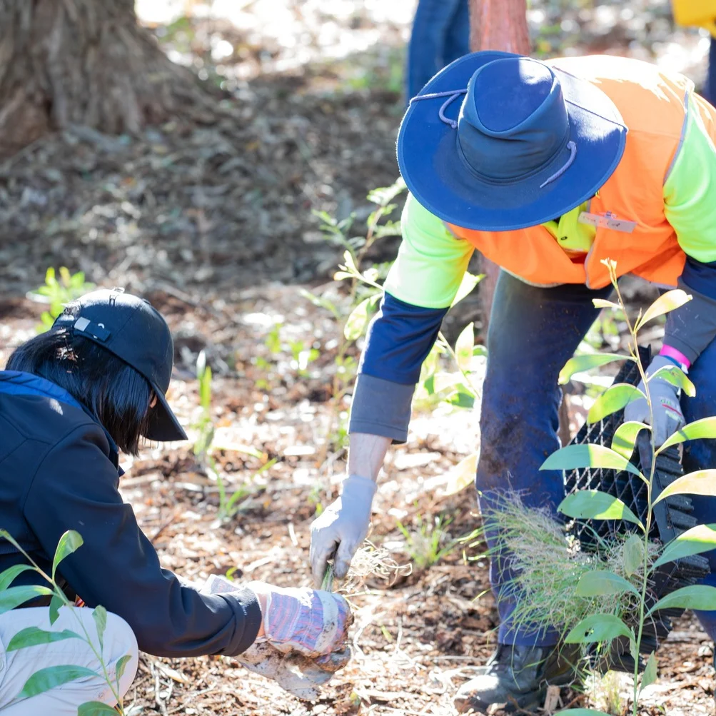 Two people planting seedlings in a sunlit forest area. One wears a blue hat and orange vest, the other a black hat. Teamwork and conservation theme.