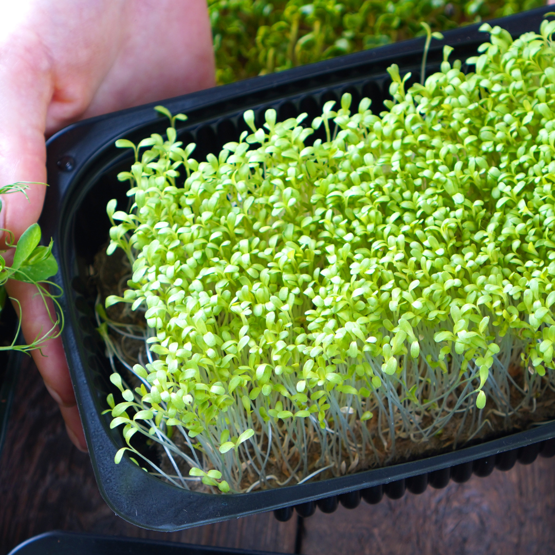 Hands holding black square pot with microgreens