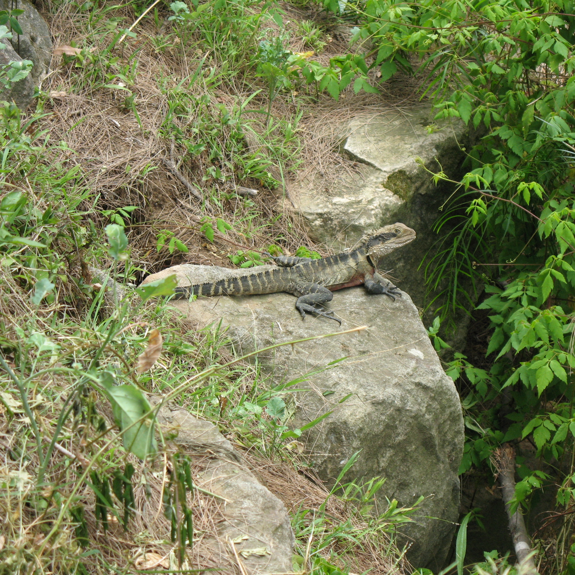 Water Dragon sitting on a rock in bushland on Pemulwuy Loop Track, Water Dragon Way.
