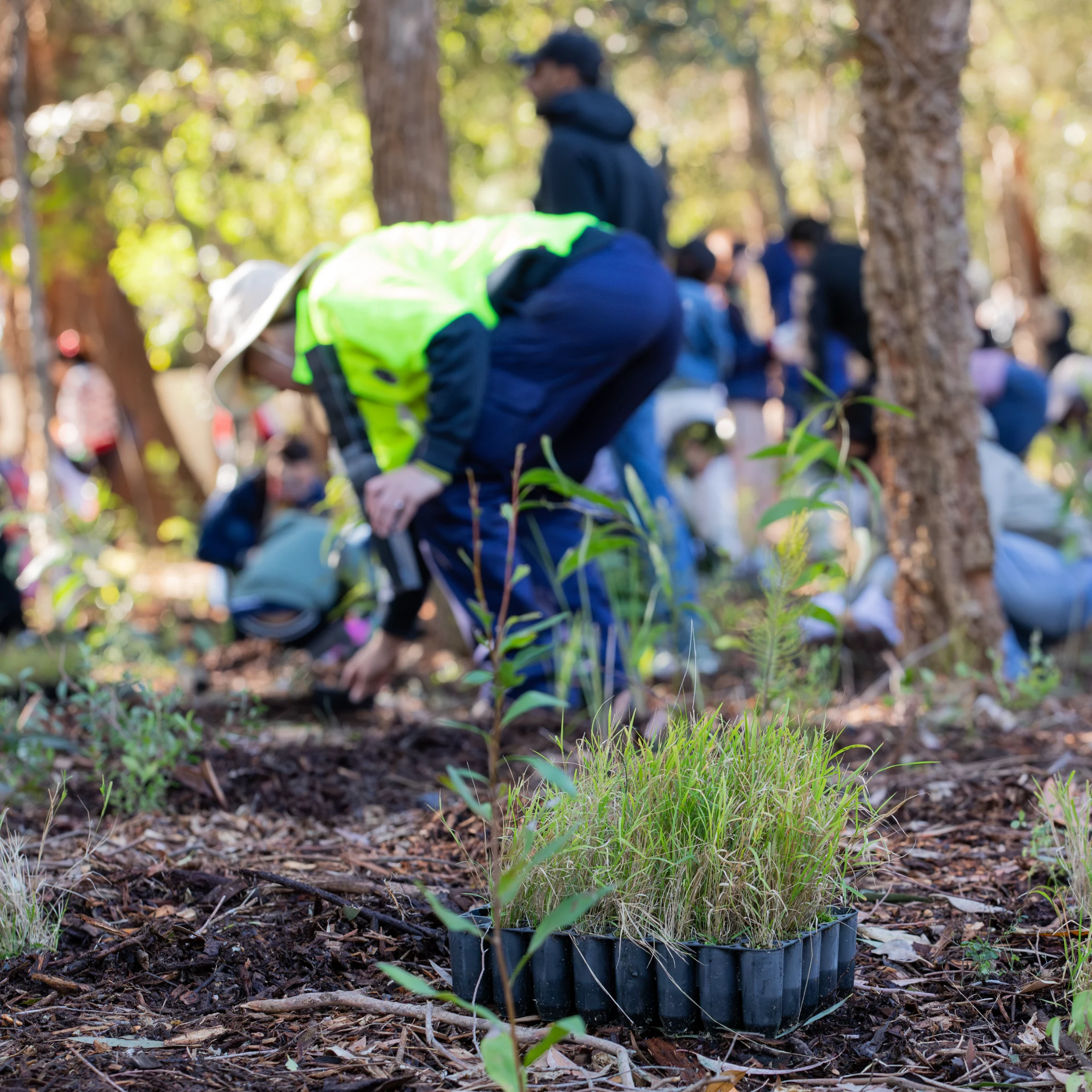 Volunteers plant native seedlings in a sunlit forest, with a person in a bright green jacket kneeling beside a tray of young grasses.